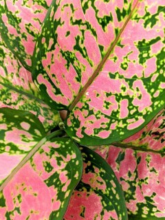 Aglaonema Dud Unyamanee