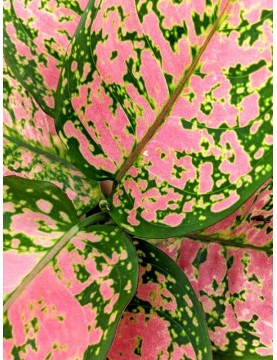 Aglaonema Dud Unyamanee
