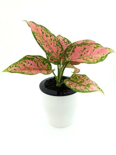 Aglaonema Dud Unyamanee