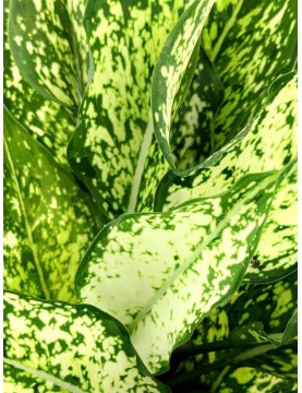 Aglaonema Snow White 
