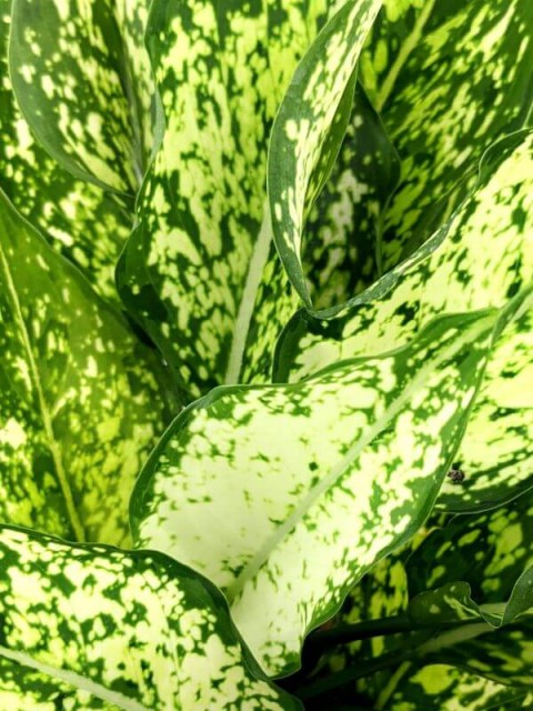 Aglaonema Snow White 