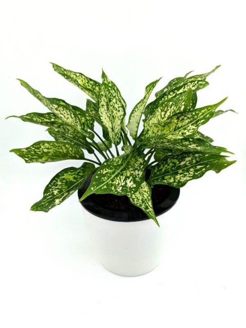 Aglaonema Snow White 
