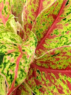 Aglaonema Two Tone Moonstone