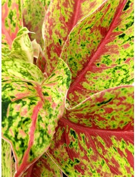 Aglaonema Two Tone Moonstone