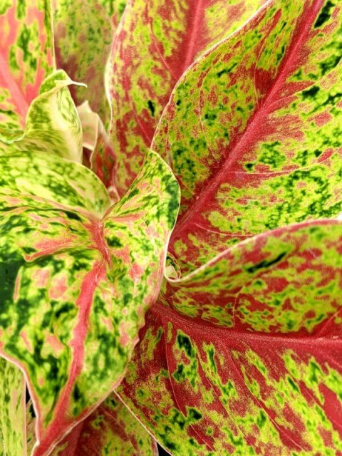 Aglaonema Two Tone Moonstone