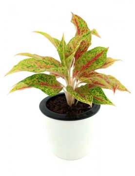 Aglaonema Two Tone Moonstone