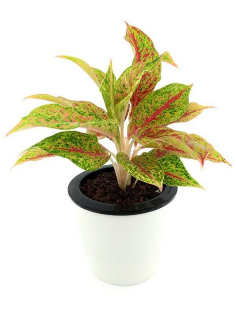 Aglaonema Two Tone Moonstone