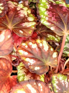 Begonia Rex Maui Mist 