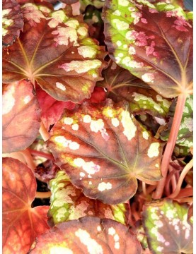 Begonia Rex Maui Mist 
