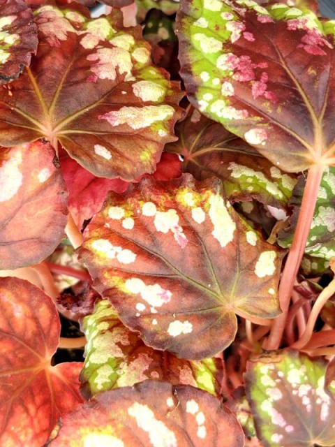 Begonia Rex Maui Mist 