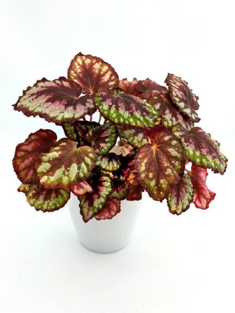 Begonia Rex Maui Mist 