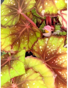 Begonia Rex African Jungle