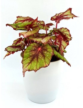 Begonia Rex African Jungle