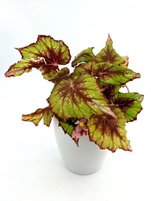 Begonia Rex African Jungle