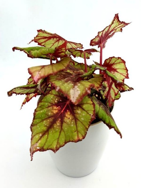 Begonia Rex African Jungle
