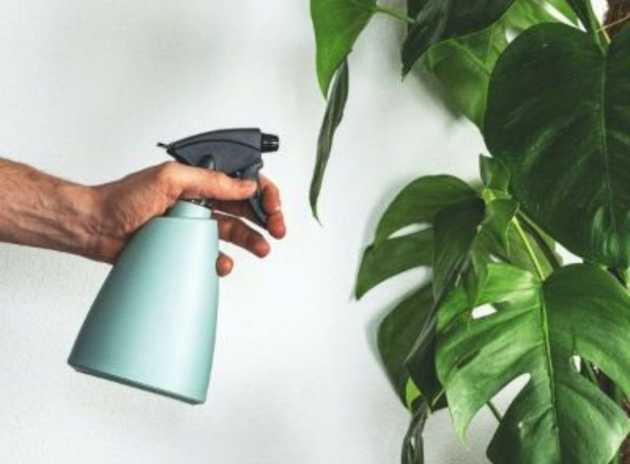 Plant Care Blog