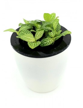 Fittonia Angel Snow