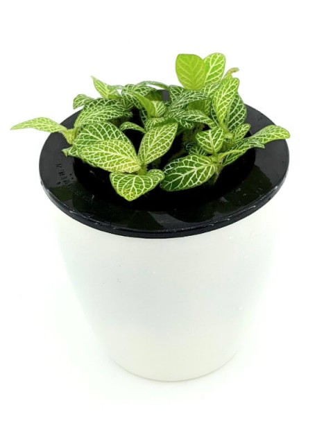 Fittonia Angel Snow