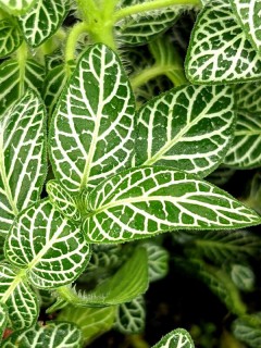 Fittonia Angel Snow