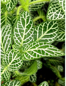 Fittonia Angel Snow