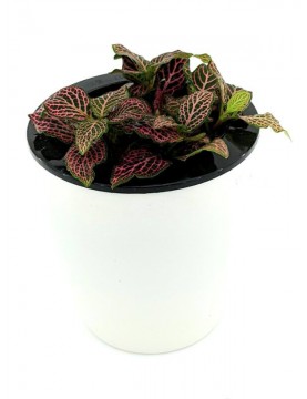 Fittonia Juanita