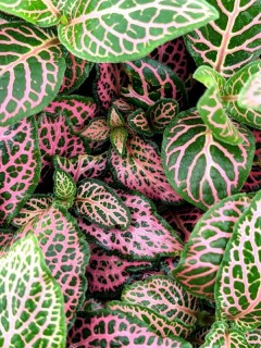 Fittonia Juanita
