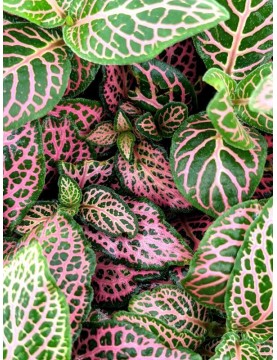 Fittonia Juanita