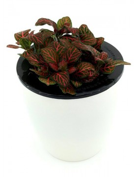 Fittonia Mini Red 