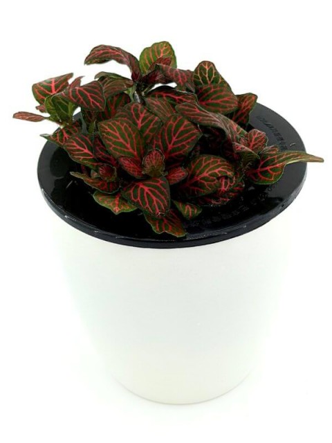 Fittonia Mini Red 