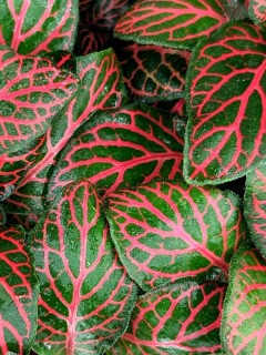 Fittonia Mini Red 