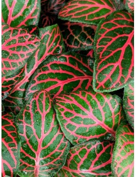 Fittonia Mini Red 