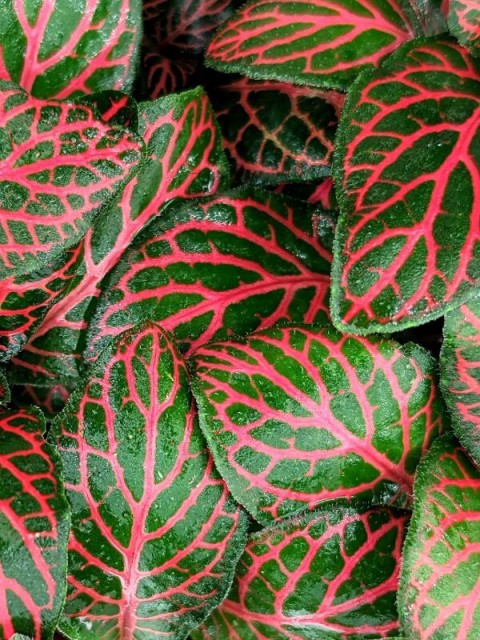 Fittonia Mini Red 