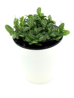 Fittonia Mini Superba