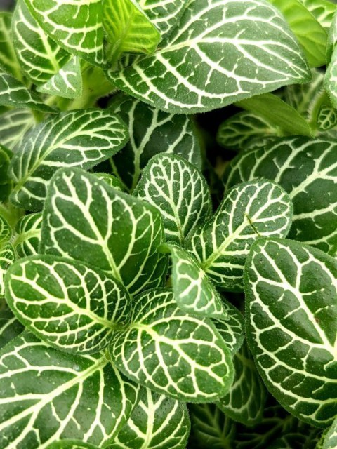 Fittonia Mini Superba