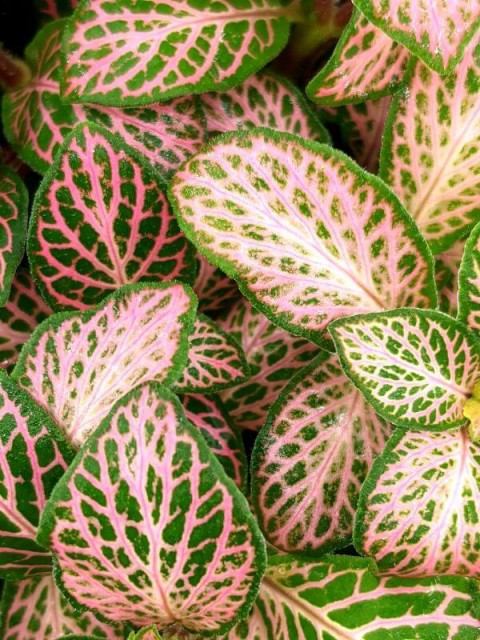 Fittonia Pink Star
