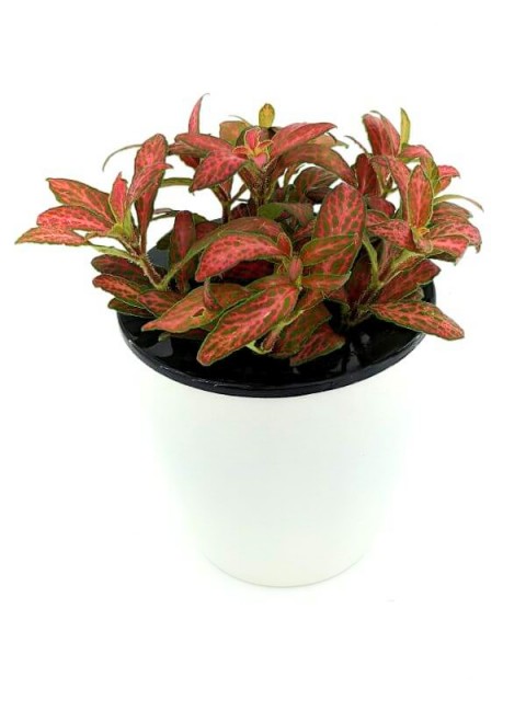 Fittonia Red Star