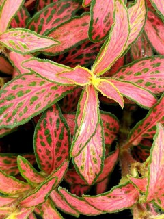 Fittonia Red Star