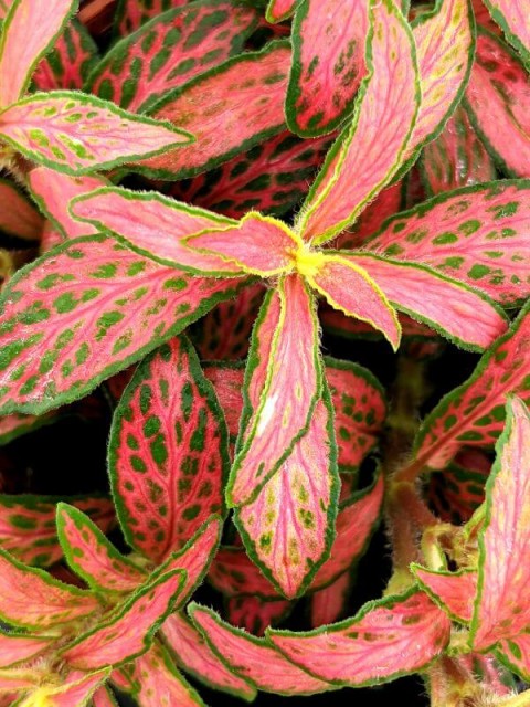 Fittonia Red Star