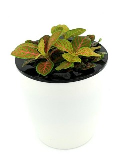 Fittonia Red Vein