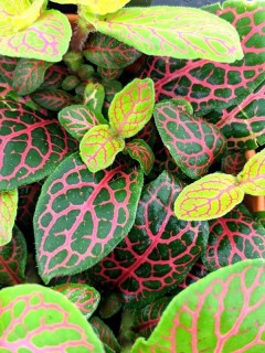 Fittonia Red Vein