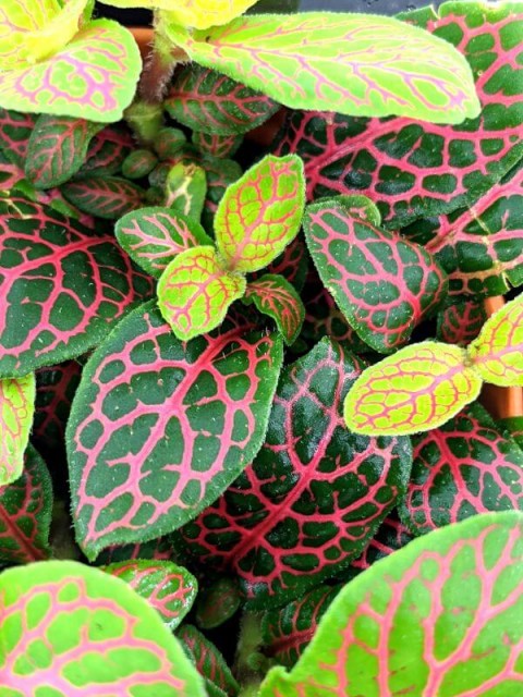 Fittonia Red Vein