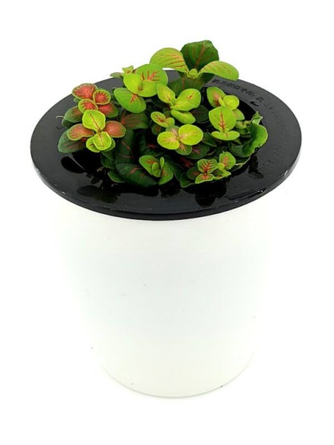 Fittonia Skeleton