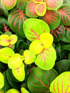 Fittonia Skeleton