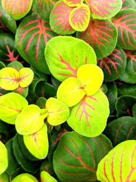Fittonia Skeleton