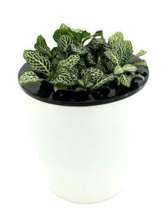 Fittonia White Anne