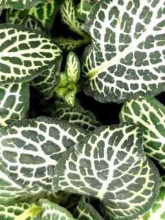 Fittonia White Anne