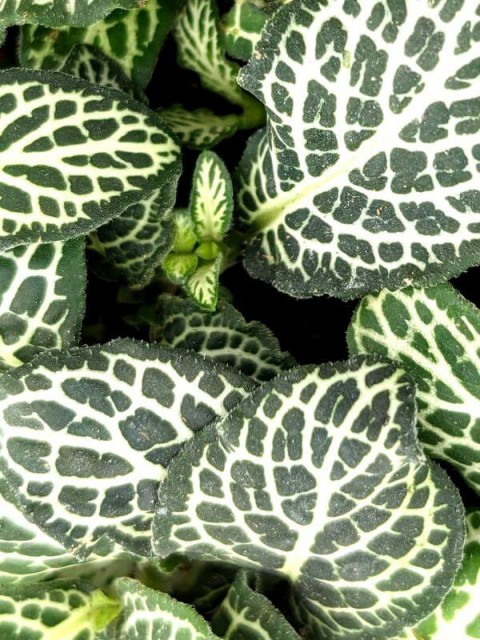 Fittonia White Anne