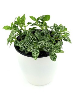 Fittonia White Brocade