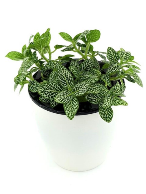 Fittonia White Brocade