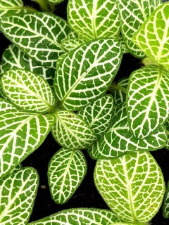 Fittonia White Brocade